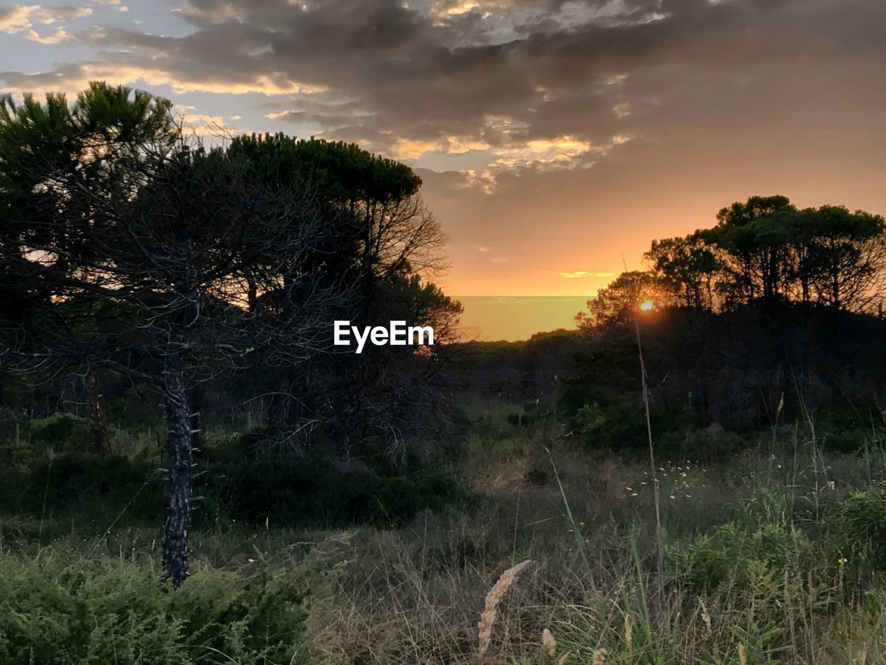 TREES GROWING ON FIELD AGAINST SKY AT SUNSET