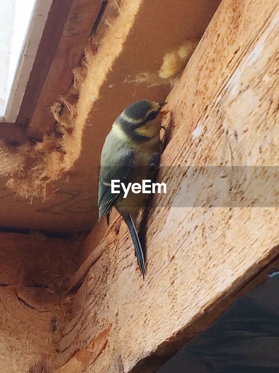 CLOSE-UP OF BIRD PERCHING ON BRANCH