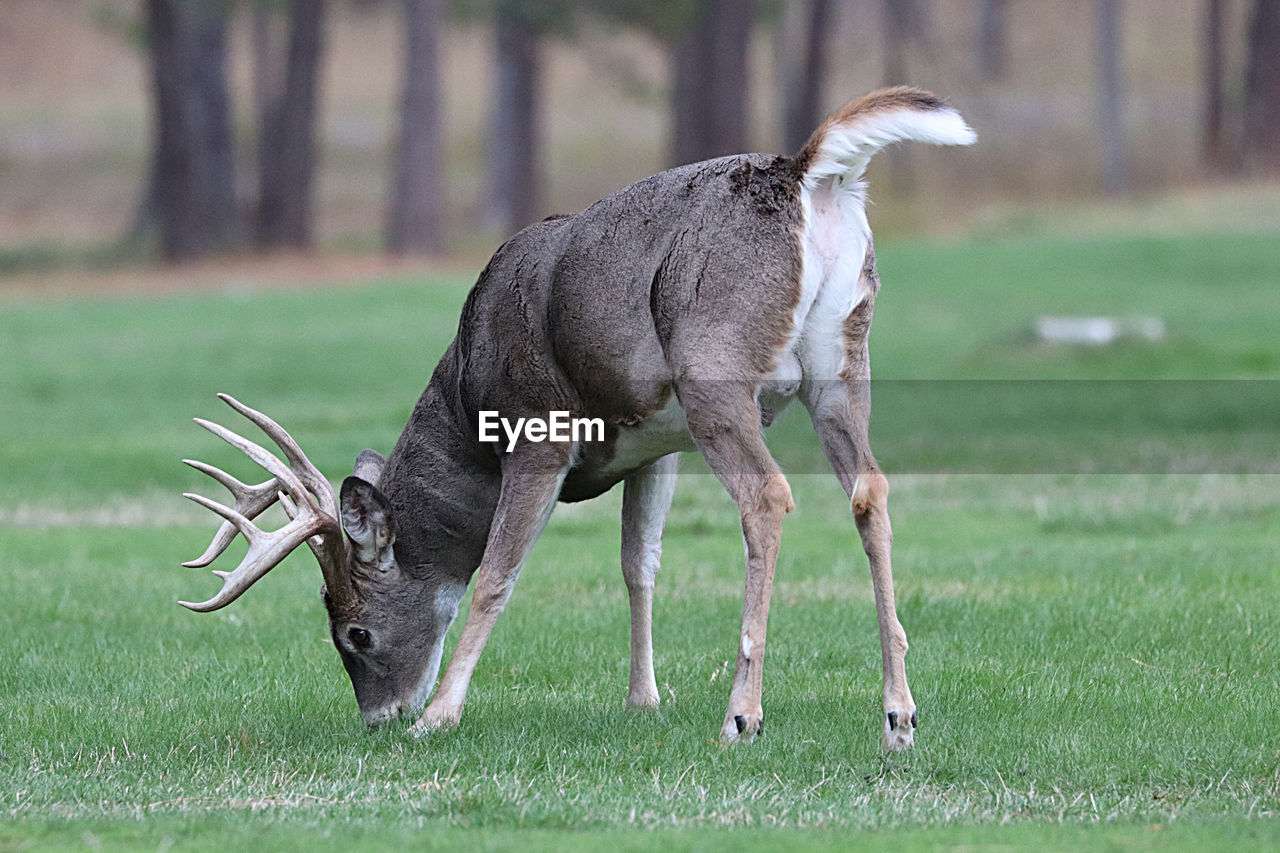 Mature whitetail deer, buck