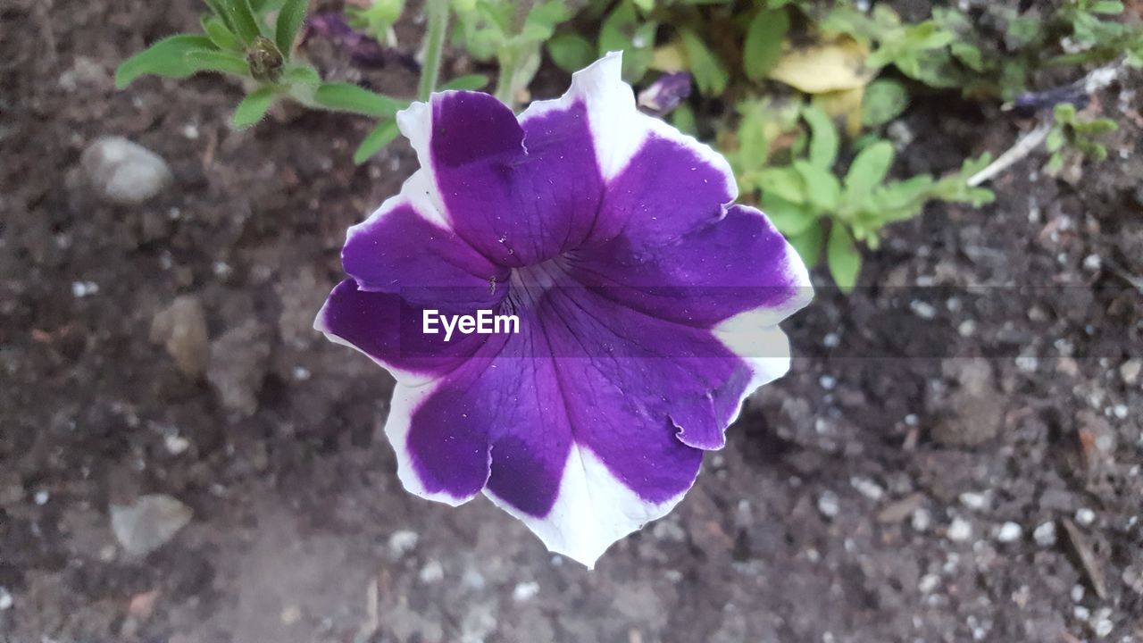 CLOSE-UP OF PURPLE FLOWER BLOOMING OUTDOORS