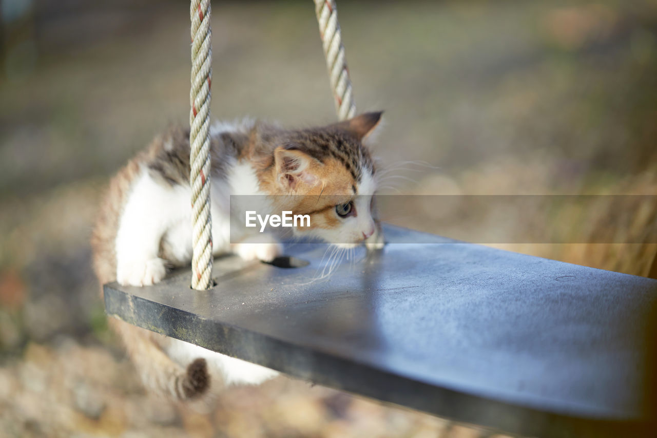 Portrait of kitten on wooden swing