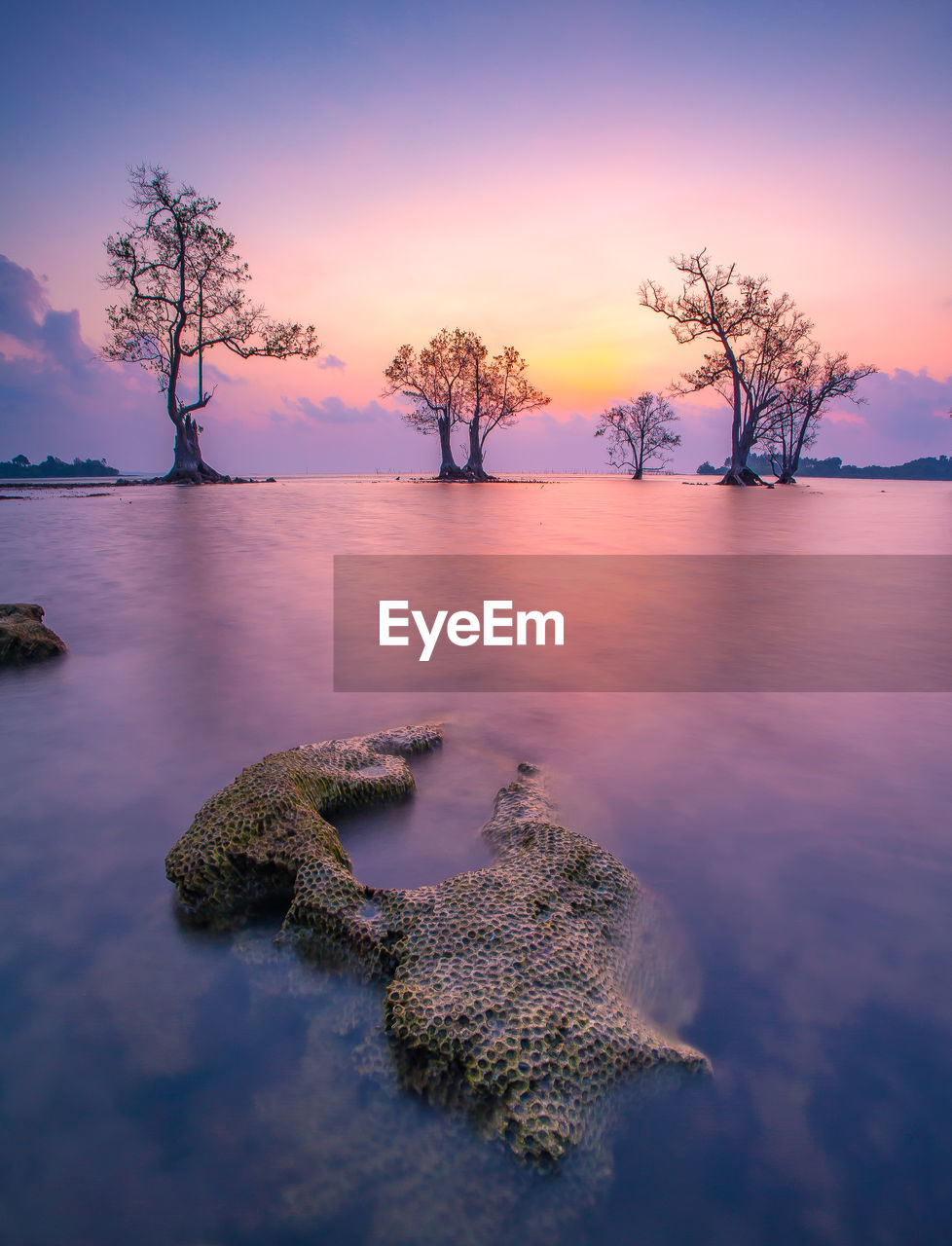 Scenic view of tree against sky during sunset