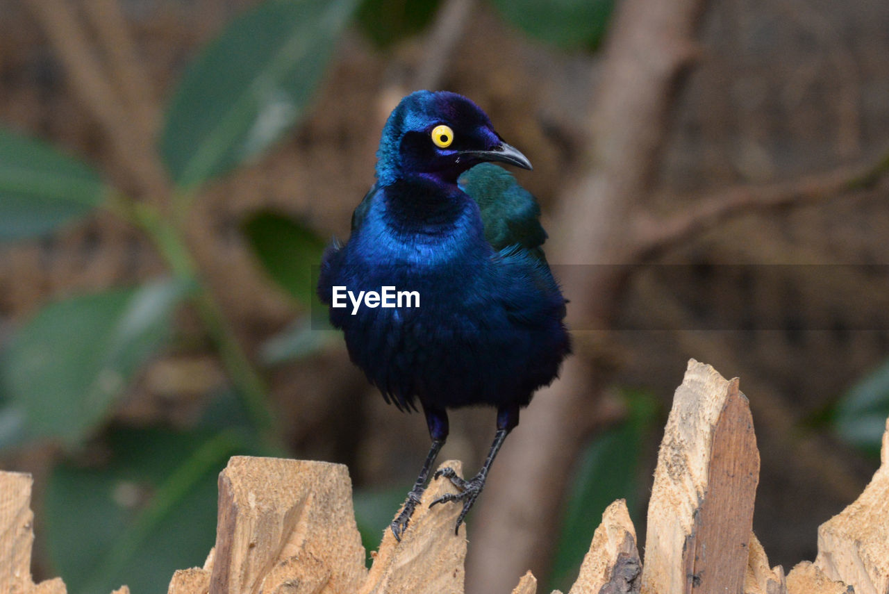 Close-up of bird perching outdoors