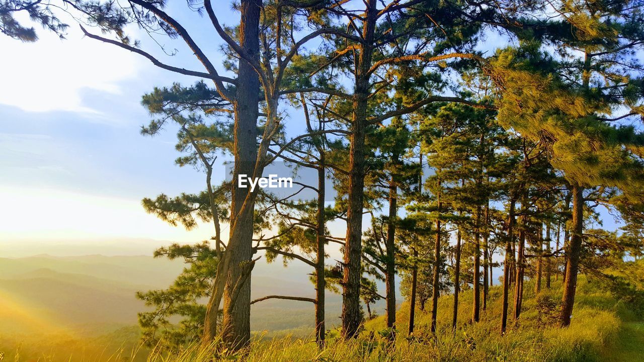 TREES GROWING ON FIELD AGAINST SKY