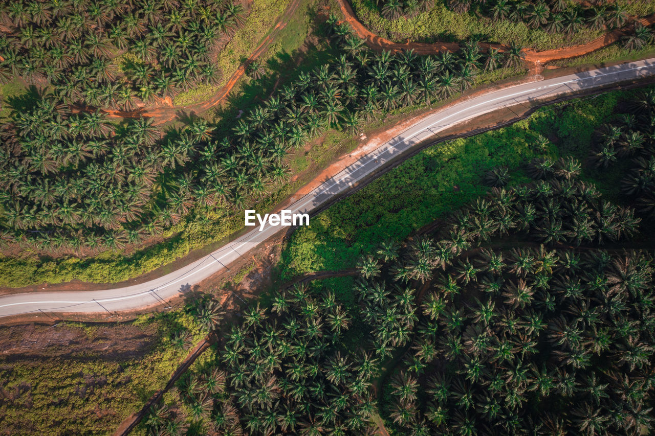 High angle view of road amidst trees