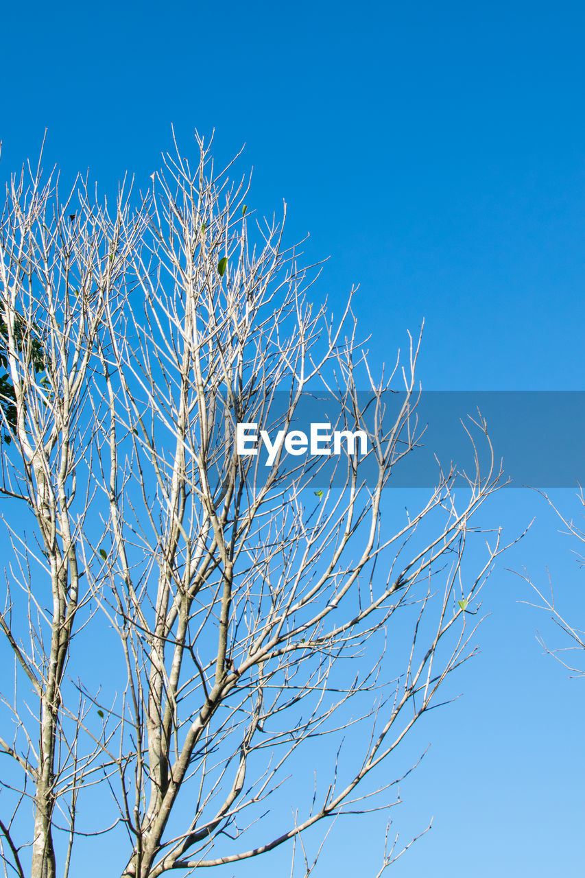 LOW ANGLE VIEW OF BARE TREE AGAINST CLEAR SKY