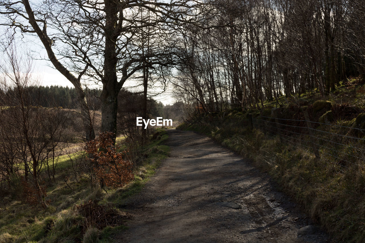 Footpath amidst trees in forest