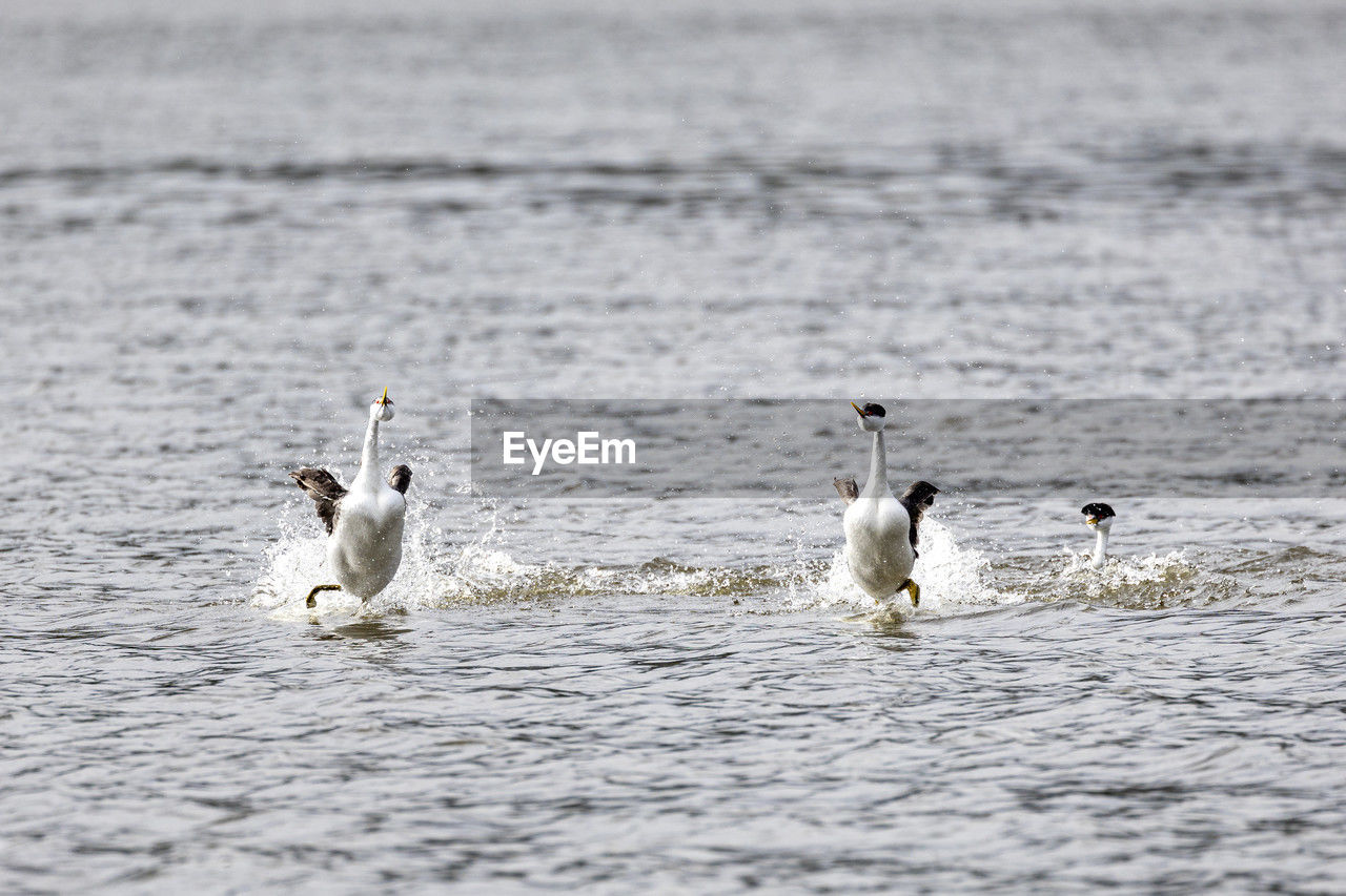 Birds swimming in lake