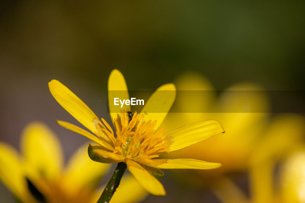 Close-up of yellow flowering plant