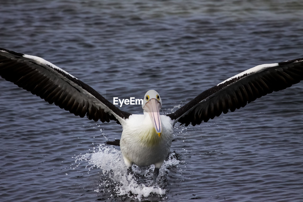 Australian pelican landing with spread wings in the sea