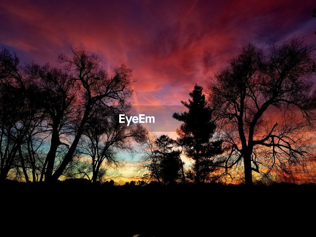 SILHOUETTE OF TREES AGAINST DRAMATIC SKY