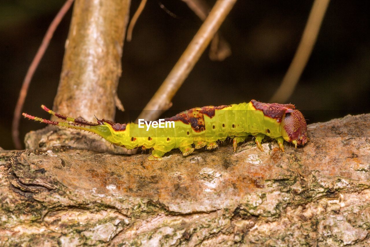 Close-up of caterpillar on tree trunk