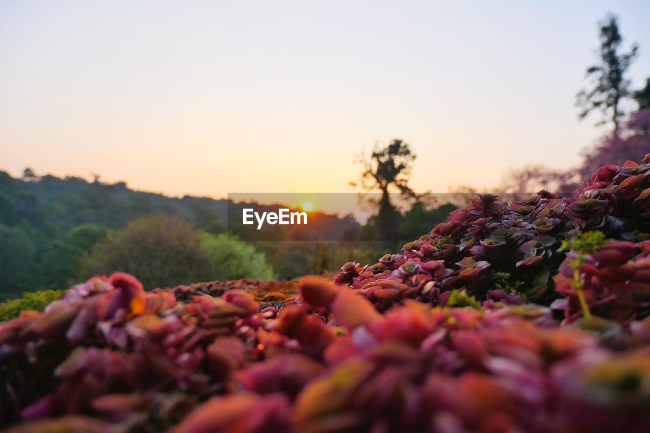 Close-up of flowering plants on field against sky during sunset