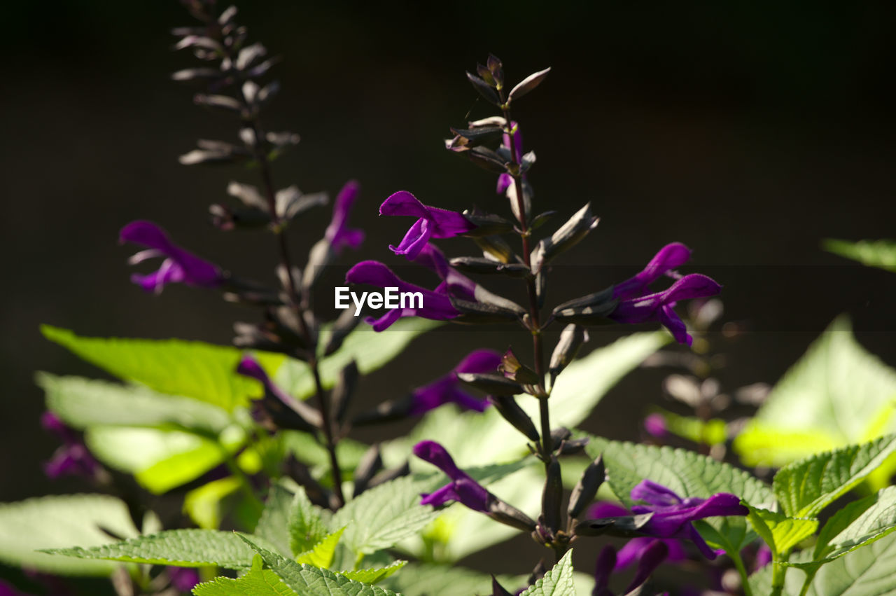 CLOSE-UP OF PURPLE FLOWERING PLANTS