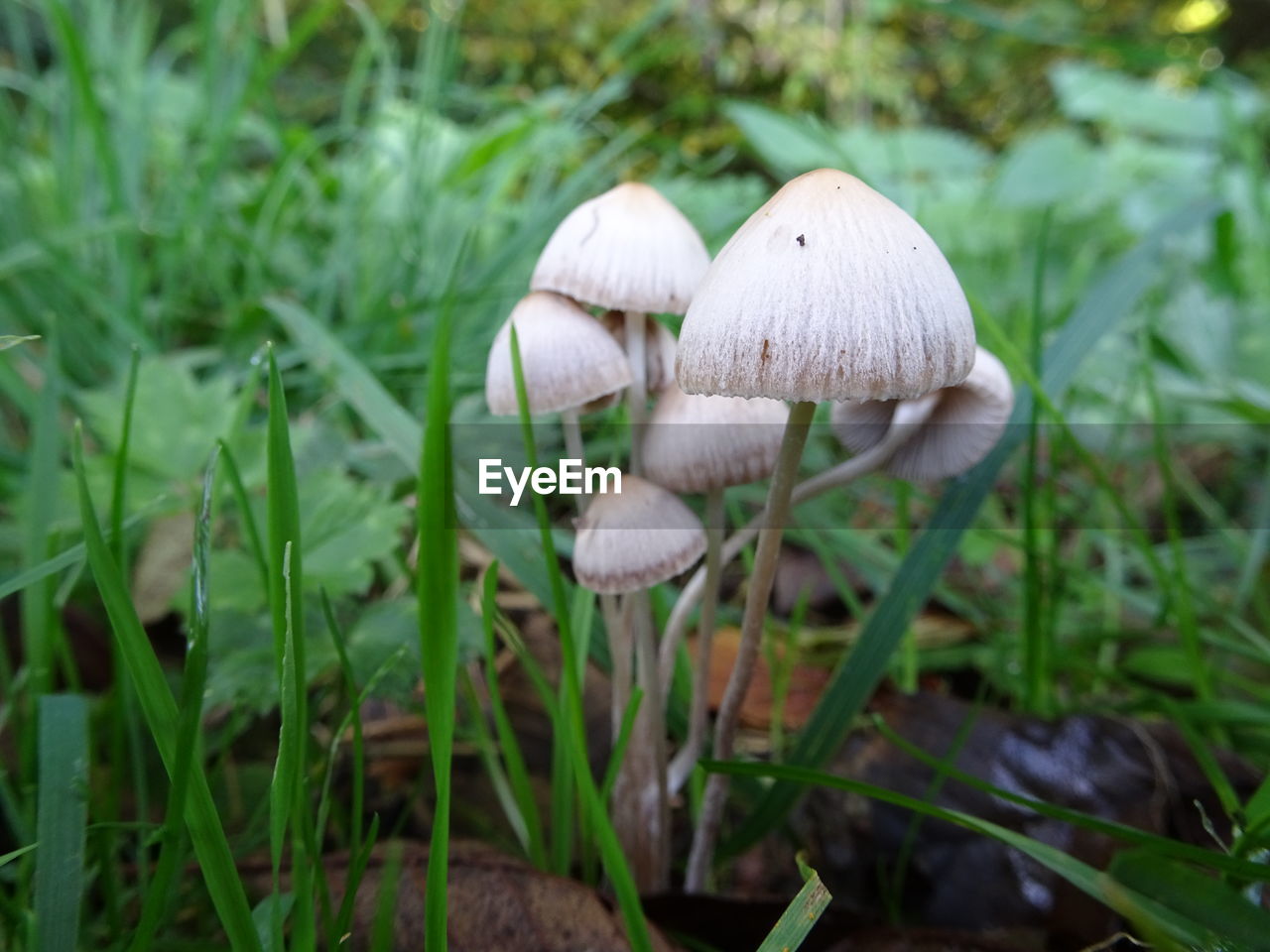 Close-up of mushroom growing on grassy field