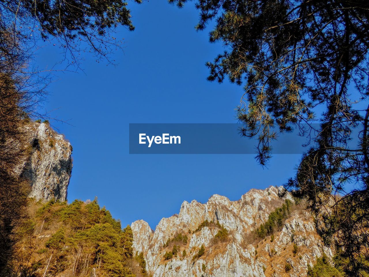 Low angle view of trees against clear blue sky