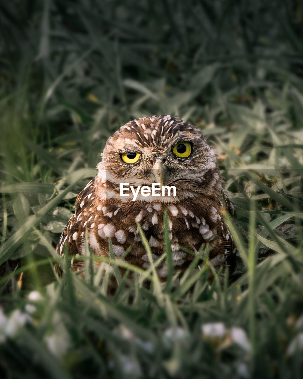 Close-up portrait of an animal on land