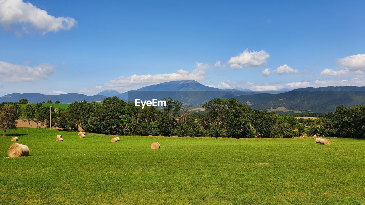 plant, pasture, sky, landscape, meadow, grassland, environment, mountain, land, grass, field, scenics - nature, nature, beauty in nature, mountain range, tree, natural environment, agriculture, cloud, rural area, livestock, plain, animal, mammal, green, rural scene, domestic animals, animal themes, plateau, no people, tranquility, grazing, blue, tranquil scene, farm, group of animals, day, prairie, outdoors, pet, cattle, non-urban scene, flower, food, highland, idyllic, horizon, travel destinations, valley, sheep, animal wildlife, sunlight, summer, food and drink
