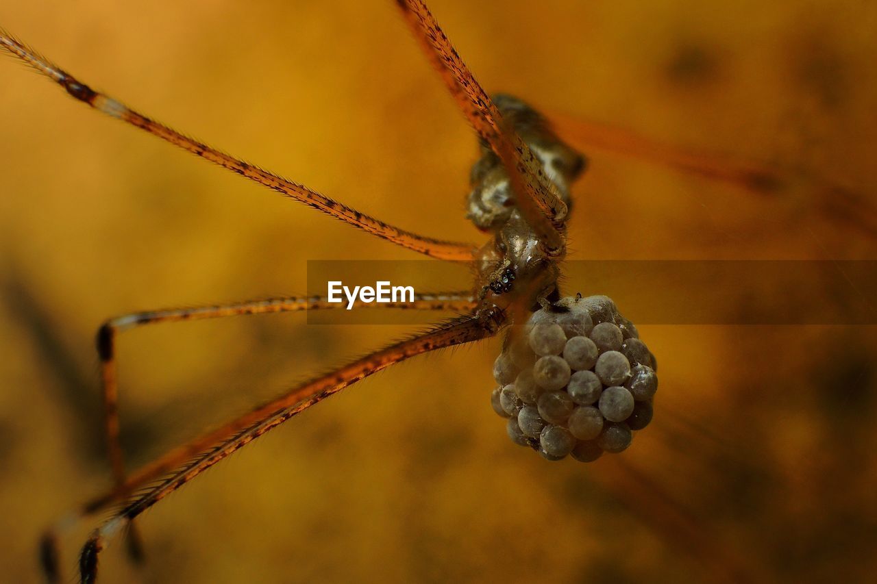 Close-up of spider