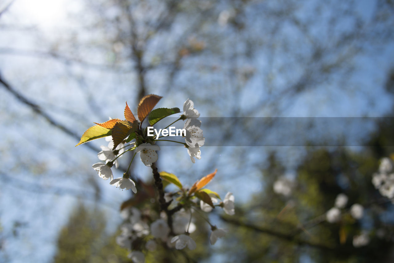 Low angle view of cherry blossoms in spring