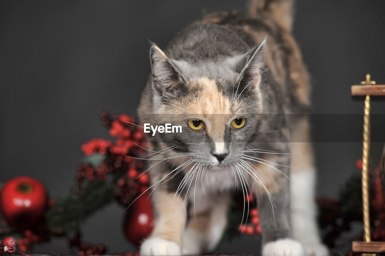 CLOSE-UP PORTRAIT OF CAT BY FLOWER