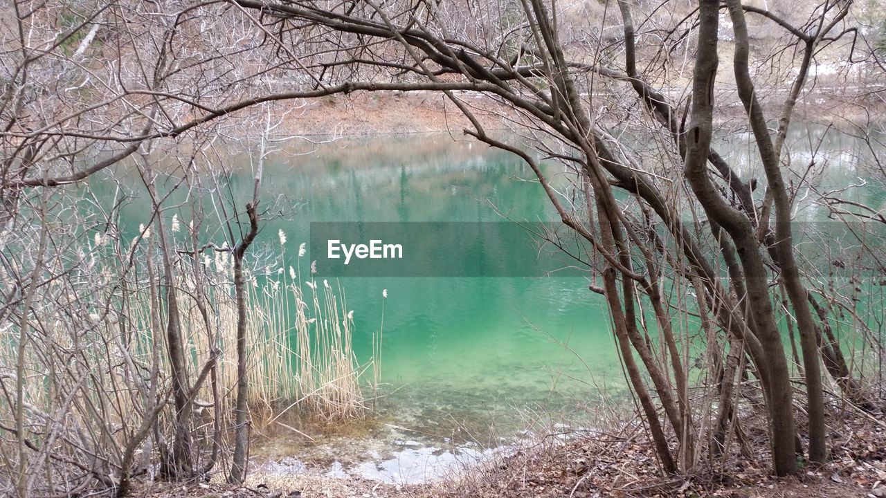 BARE TREES IN WATER