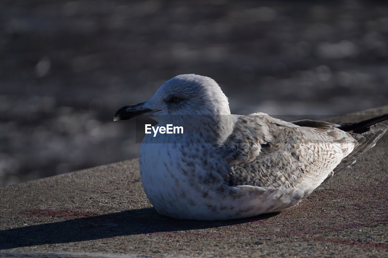 Close-up of seagull on retaining wall