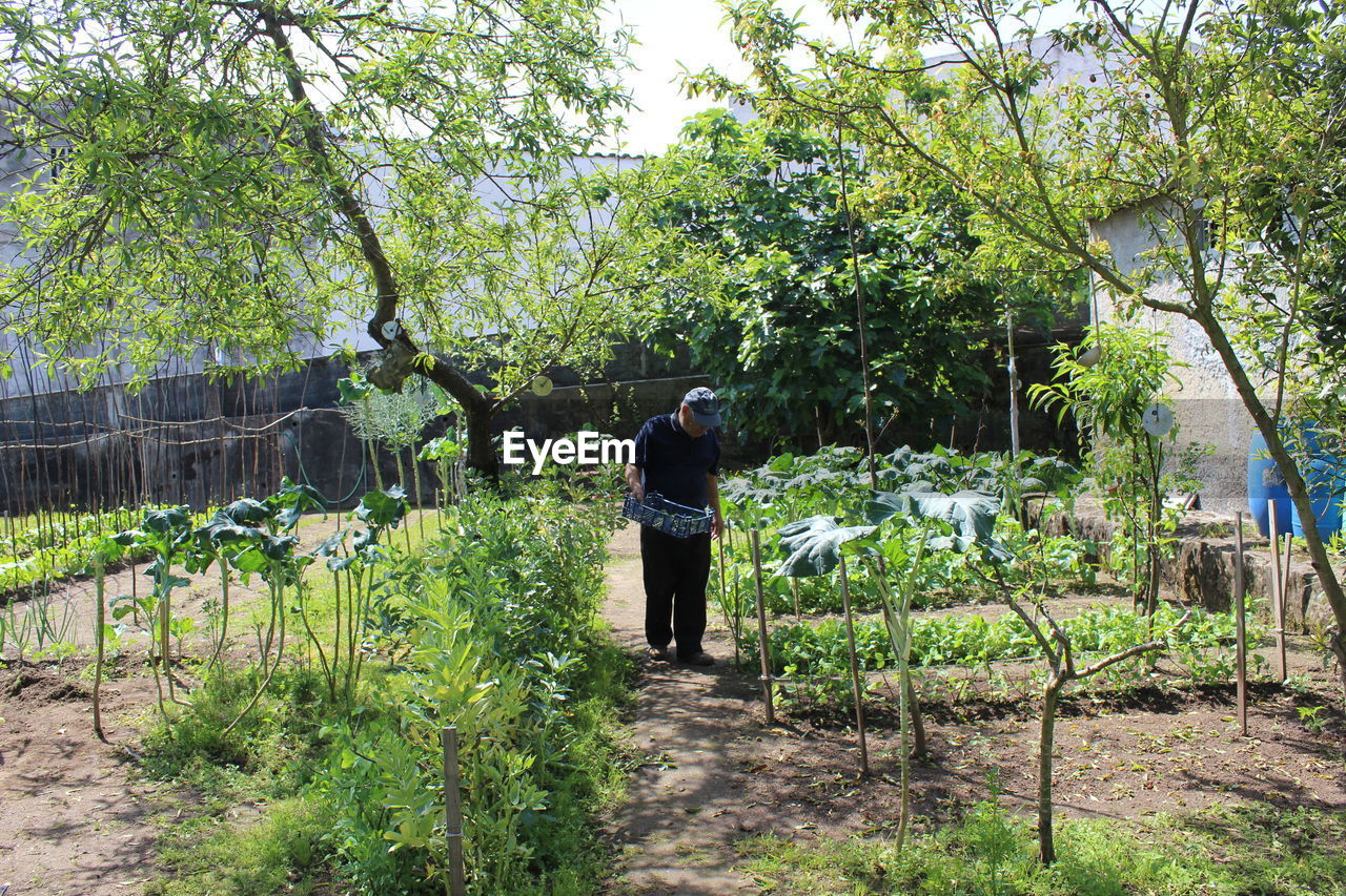 Full length of person planting in vegetable garden