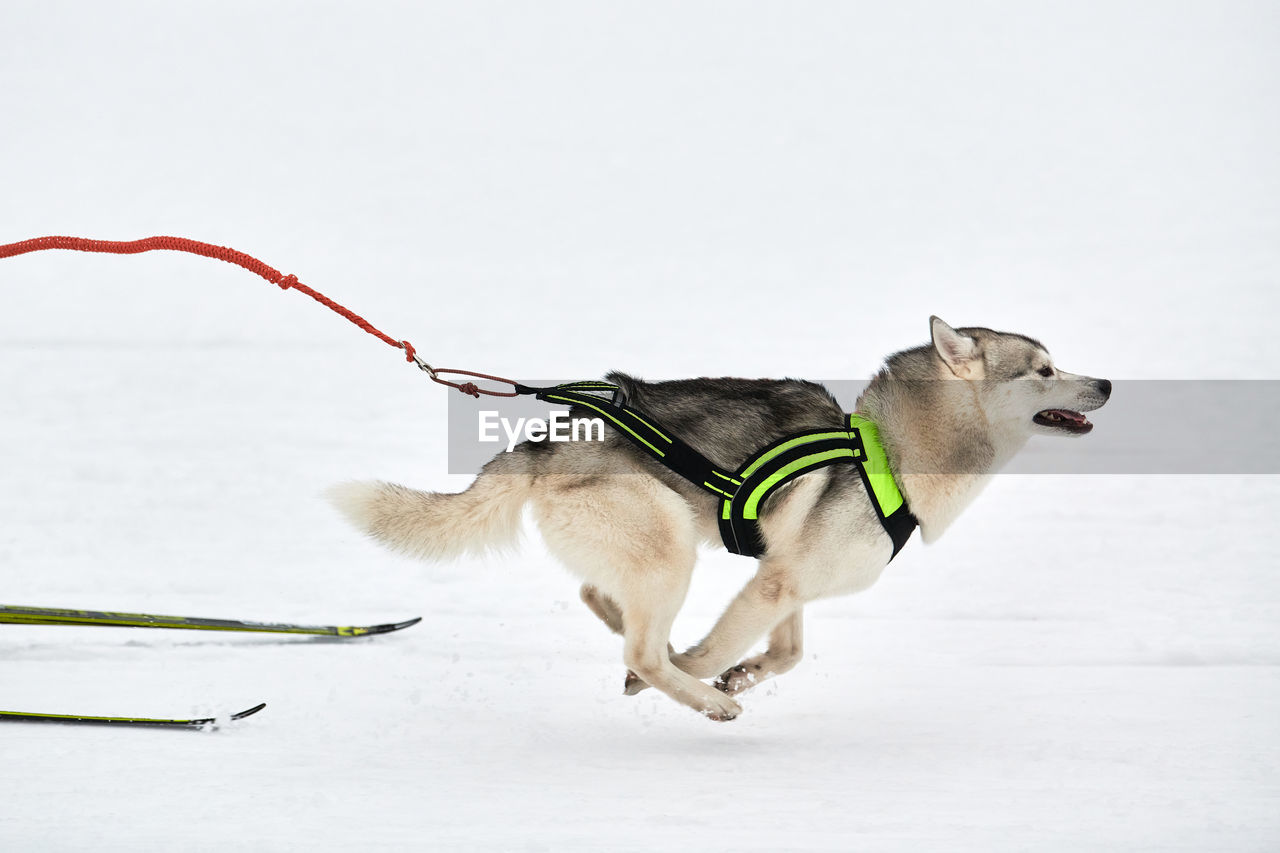 Running husky dog on sled dog racing. winter dog sport sled team competition. husky dog in harness