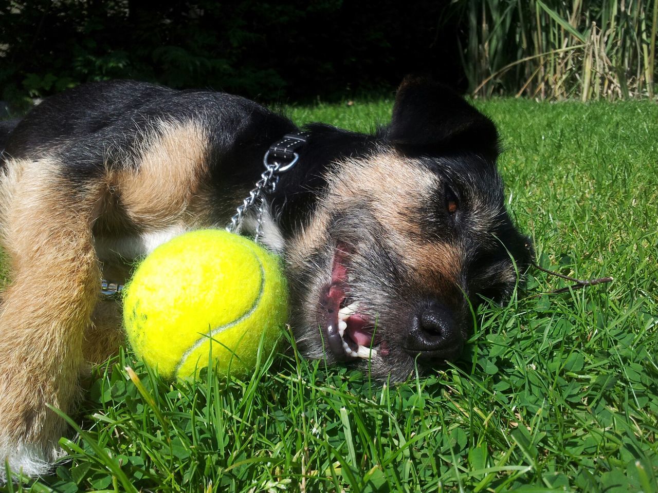 Dog with ball relaxing on field