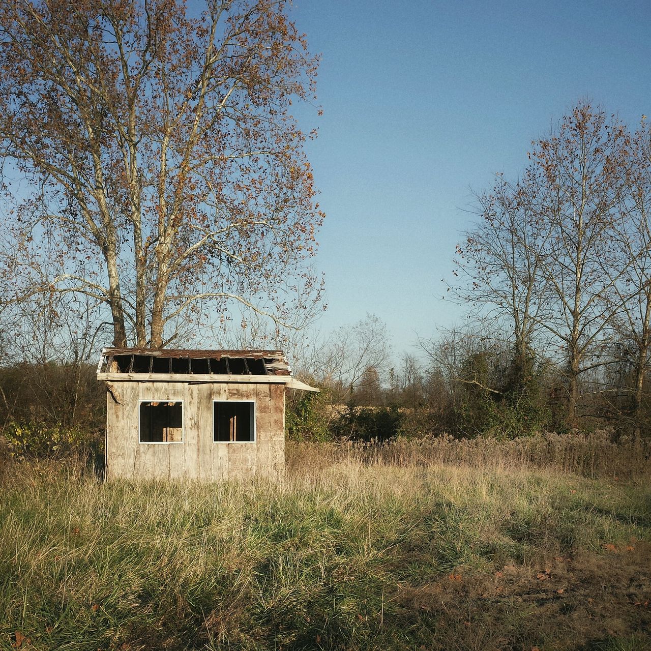 Abandoned house in forest against sky