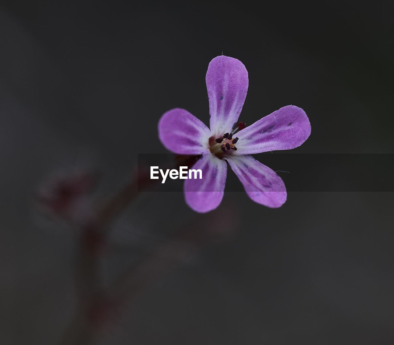 CLOSE-UP OF PURPLE FLOWER