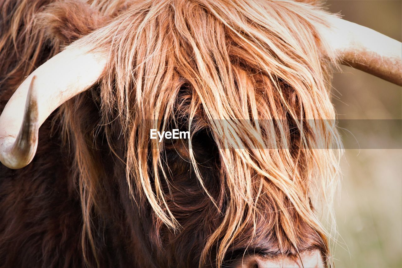 EXTREME CLOSE-UP OF A HORSE
