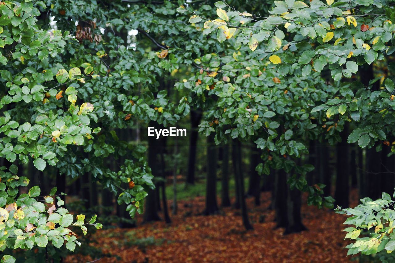 CLOSE-UP OF FRESH GREEN PLANTS IN FOREST