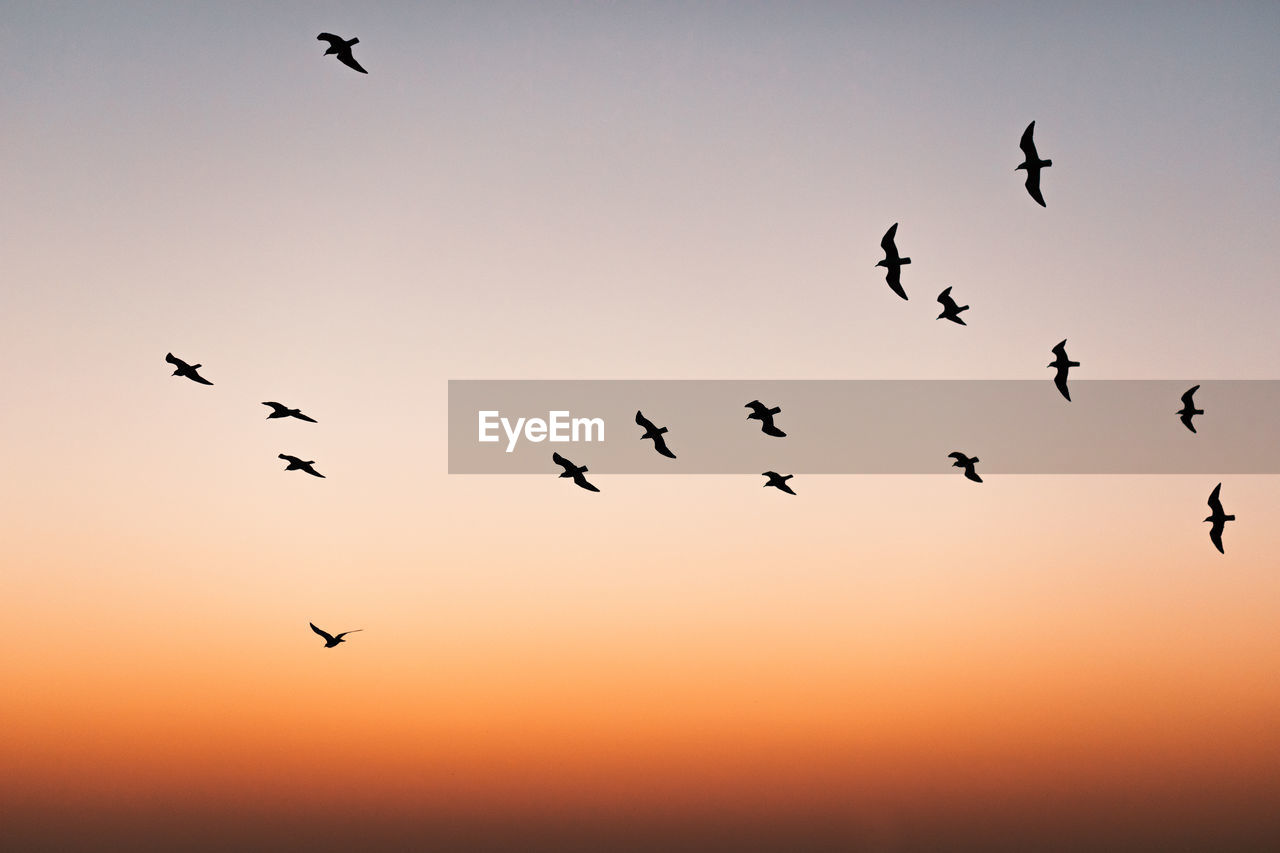 Low angle view of birds flying against sky during sunset