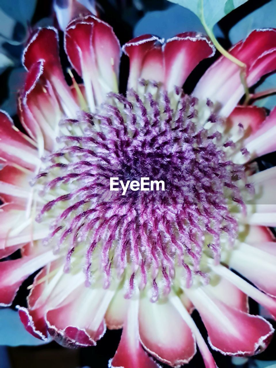 CLOSE-UP OF PINK FLOWERS BLOOMING OUTDOORS