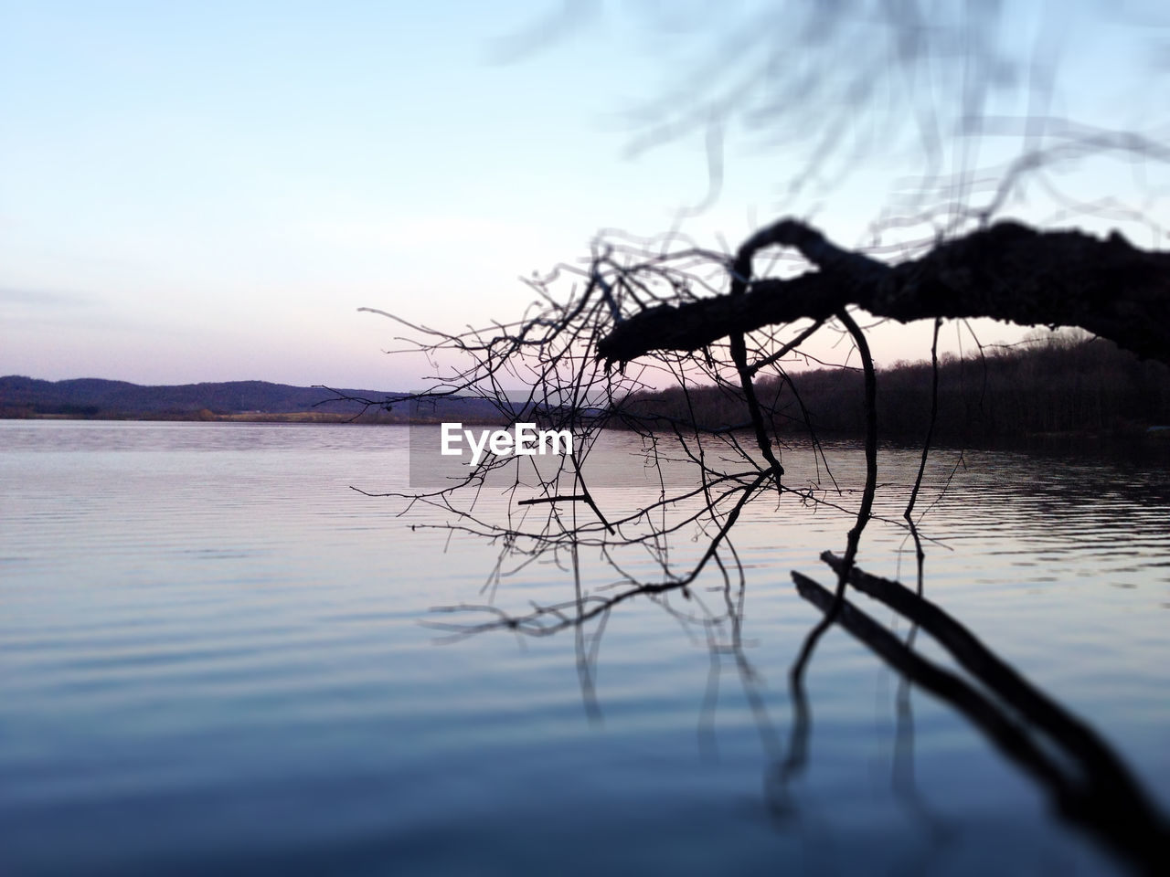 SILHOUETTE TREE IN LAKE