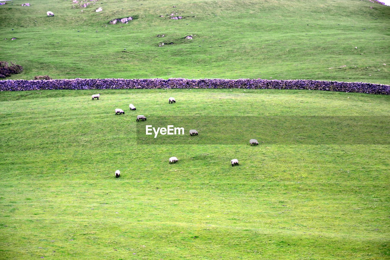 FLOCK OF SHEEP ON GRASSY FIELD