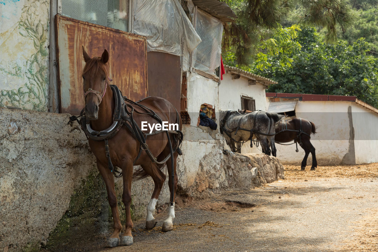 Horses standing on street