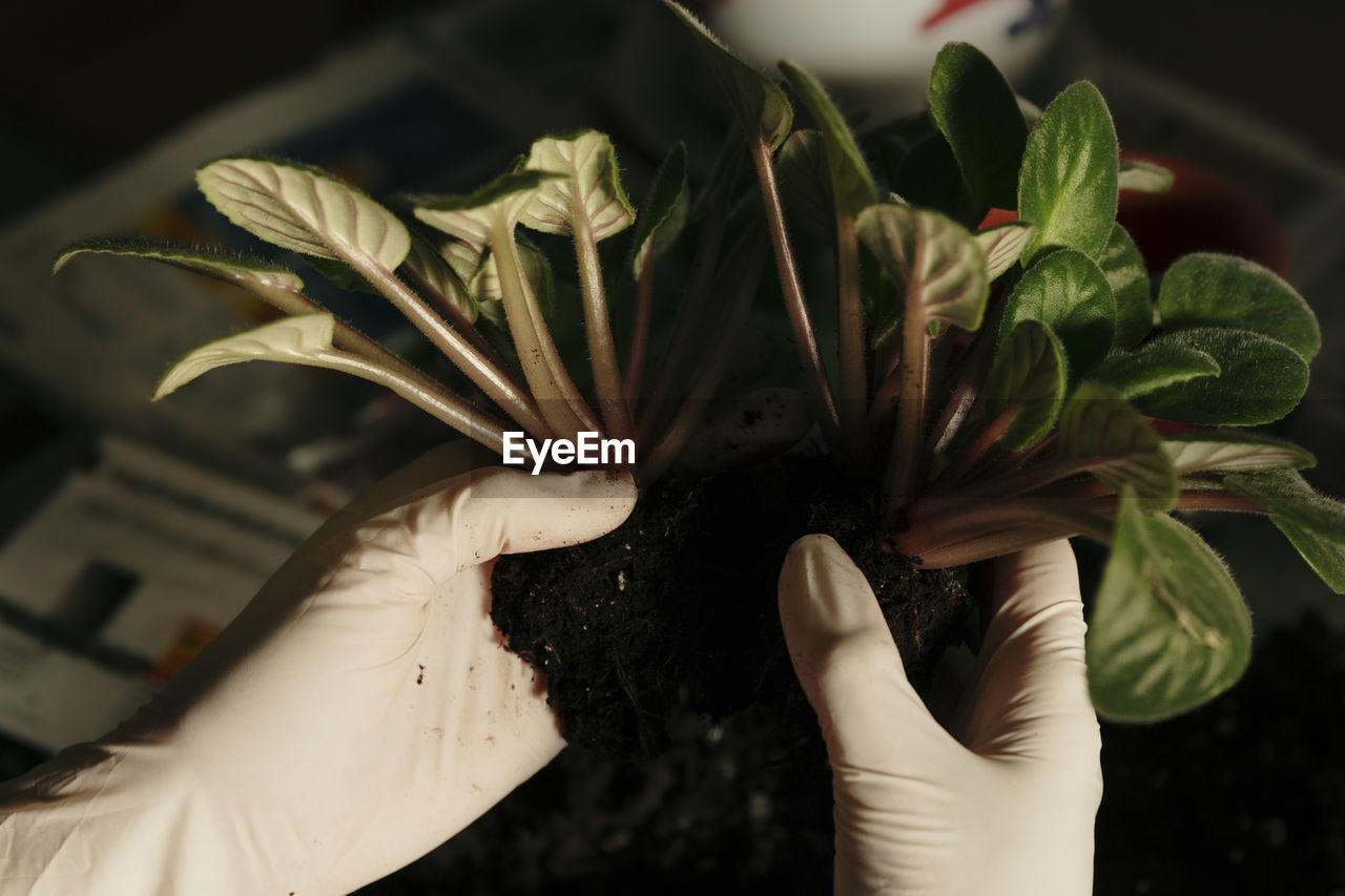 Person holding soiled plant with gloves