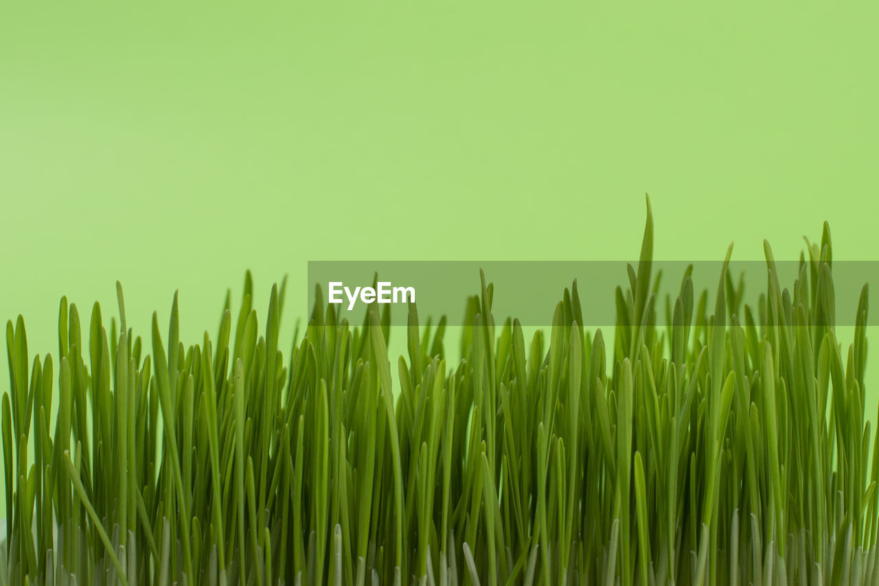Green grass isolated on green background. banner. abstract nature background.