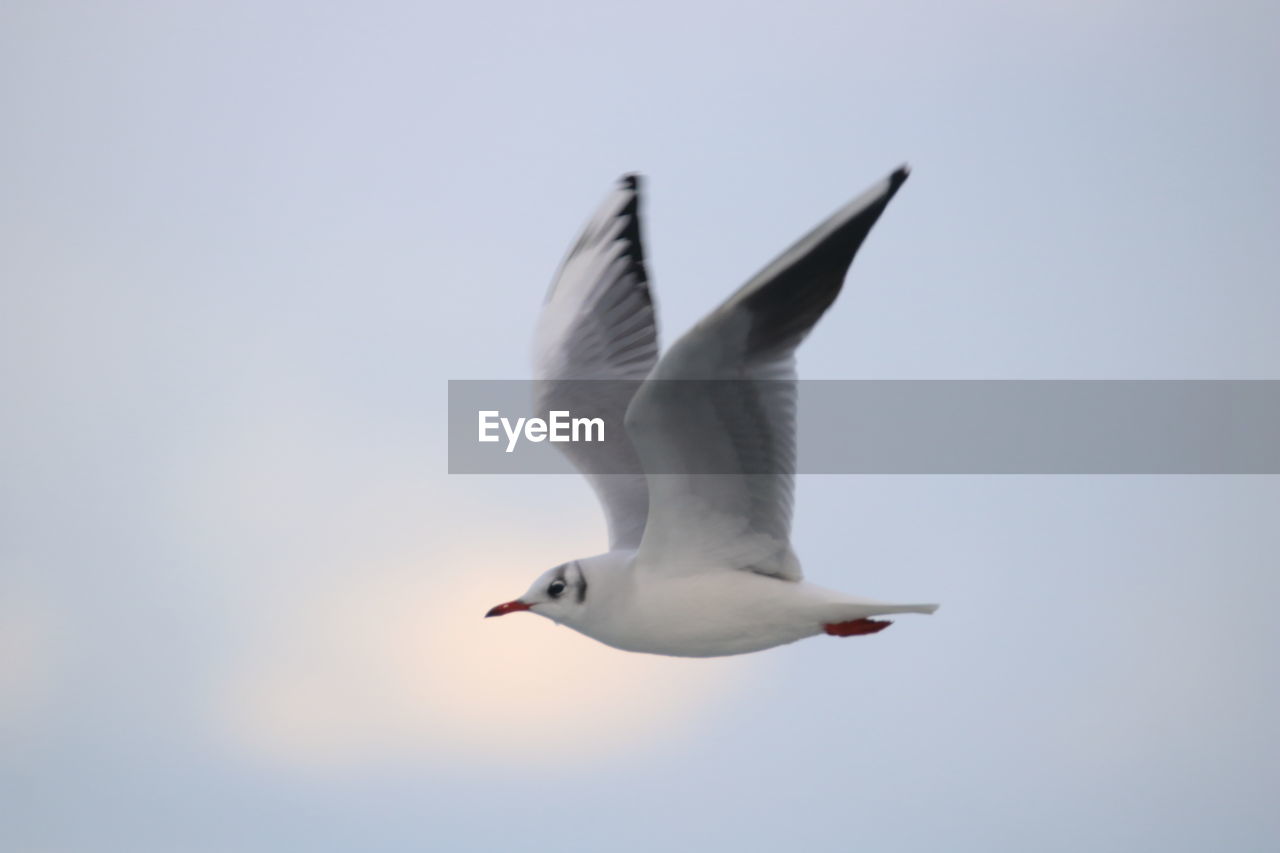 LOW ANGLE VIEW OF SEAGULL AGAINST SKY