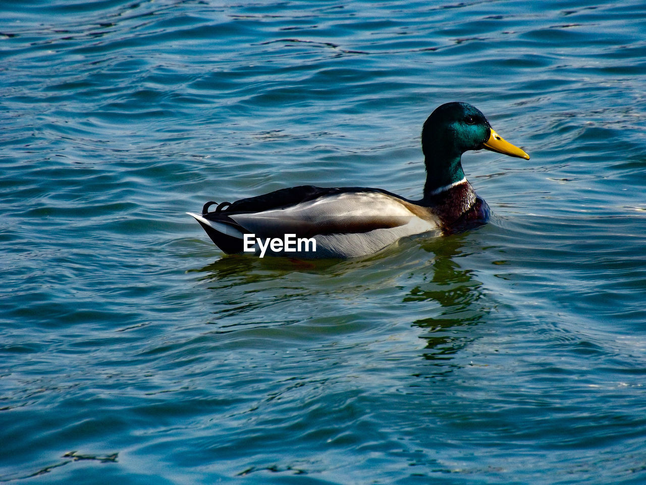 BIRD SWIMMING IN LAKE