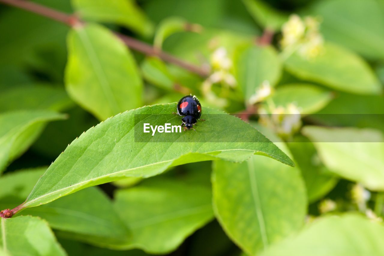 CLOSE-UP OF LADYBUG ON LEAVES