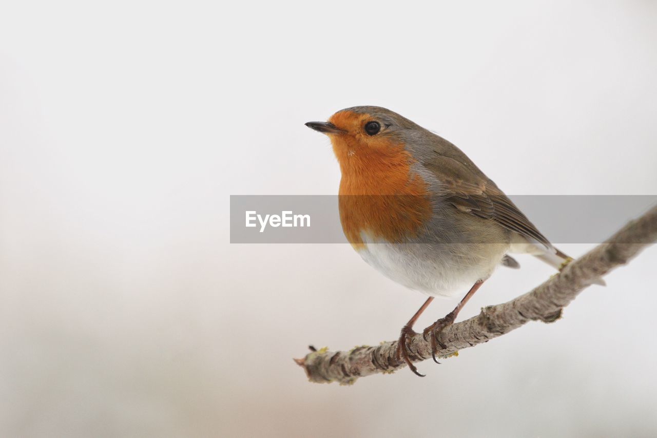 Close-up of robin perching on branch