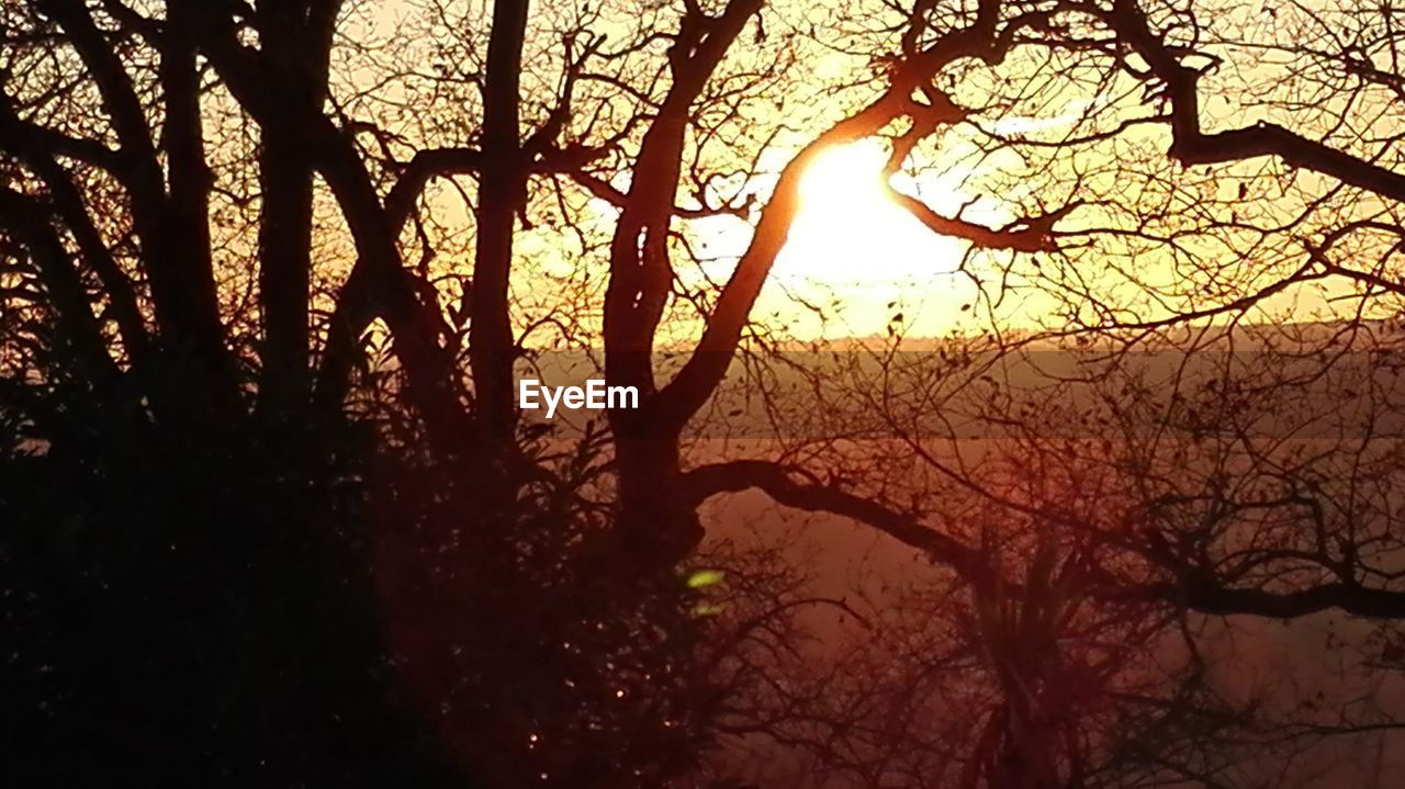 CLOSE-UP OF SILHOUETTE TREES IN FOREST