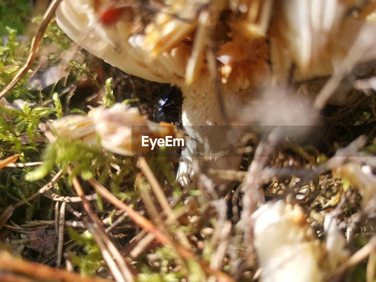 CLOSE-UP OF A MUSHROOM IN FIELD