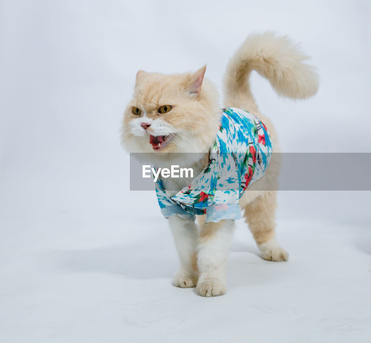 pet, animal, animal themes, mammal, domestic animals, one animal, cat, cute, no people, full length, portrait, canine, dog, carnivore, snow, young animal, winter, clothing, white, pet clothing, fun, studio shot, standing, humor, facial expression