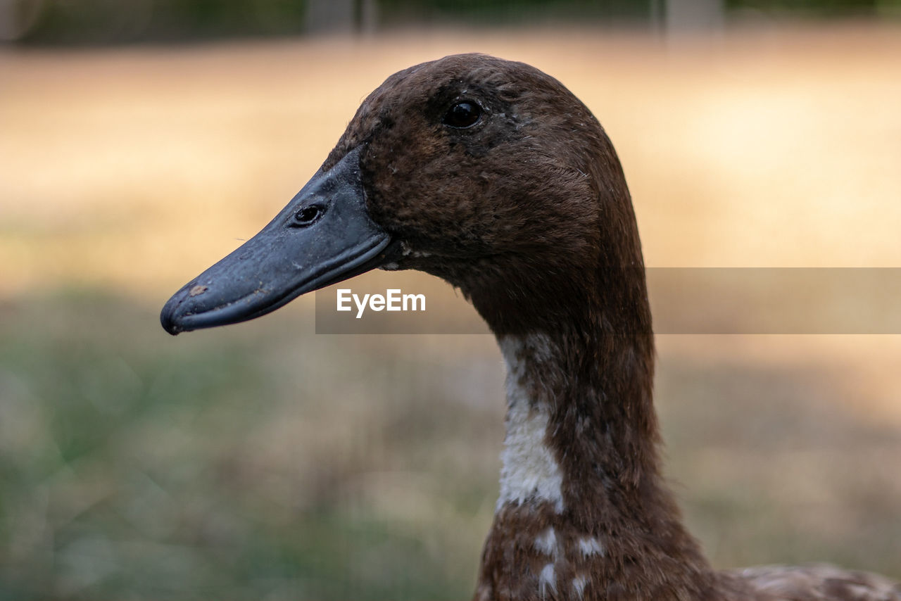 Close-up of a bird