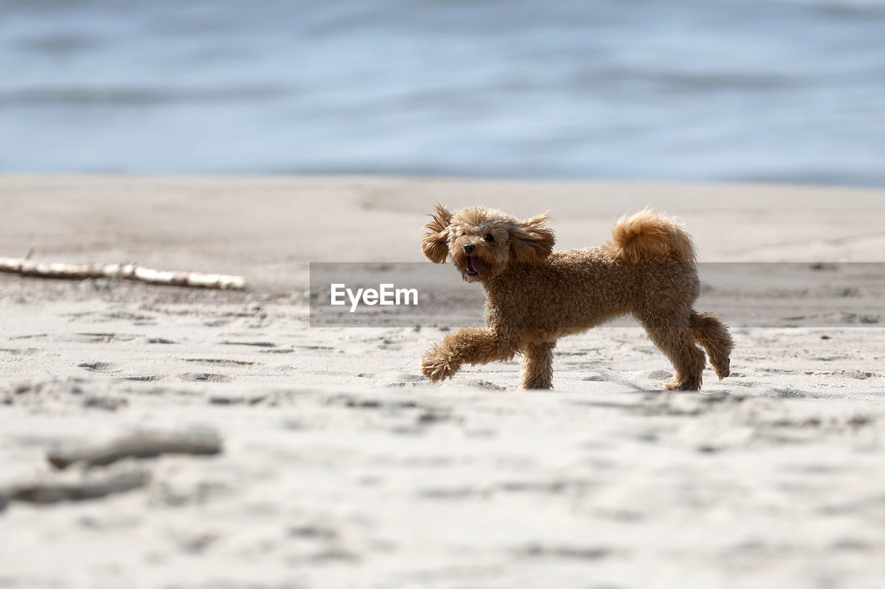 DOG RUNNING IN THE BEACH